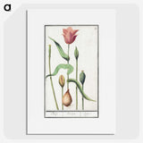 3-28_Anselmus-Boetius-de-Boodt_picture