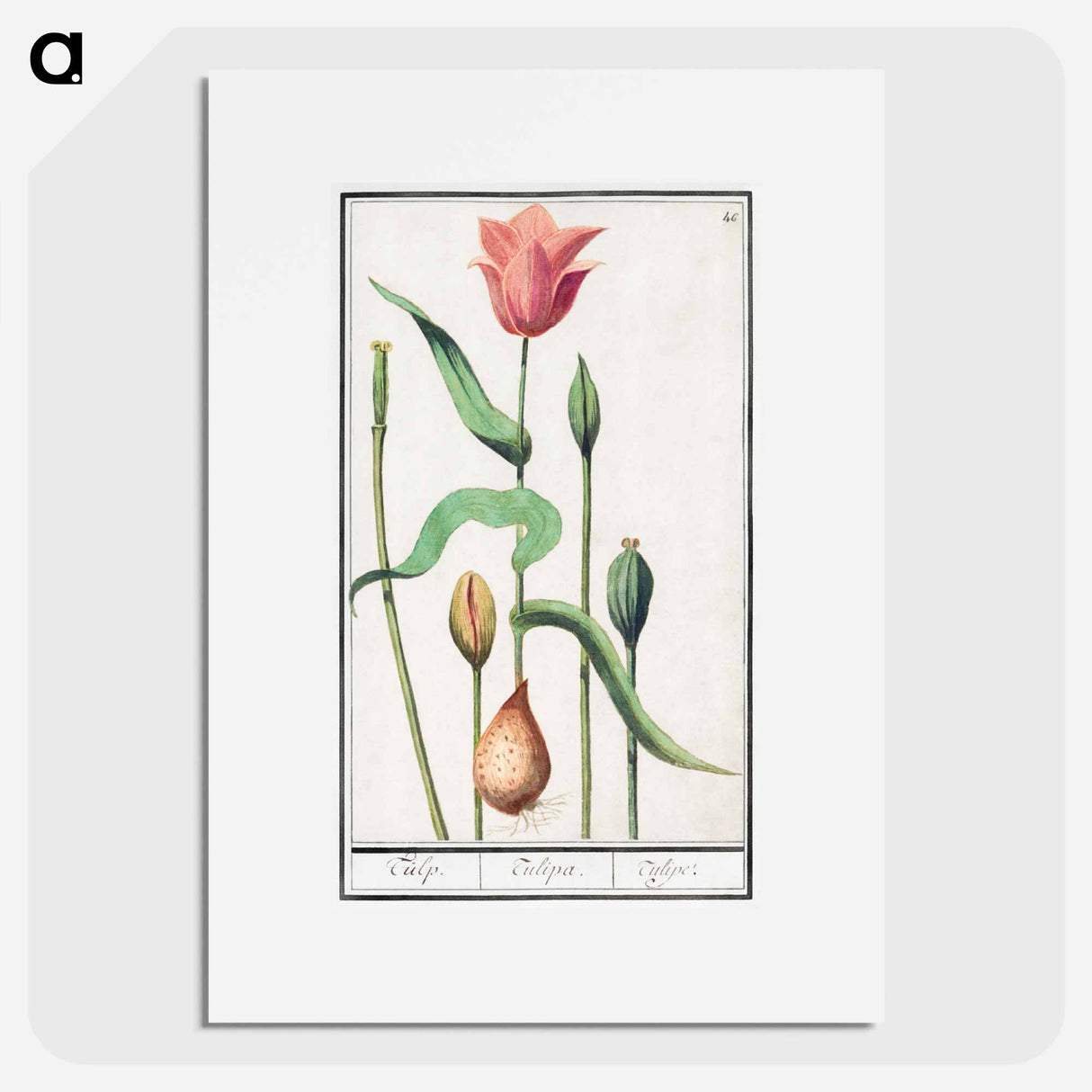 Tulip - アンセルムス ボエティウス デ ブート Poster.