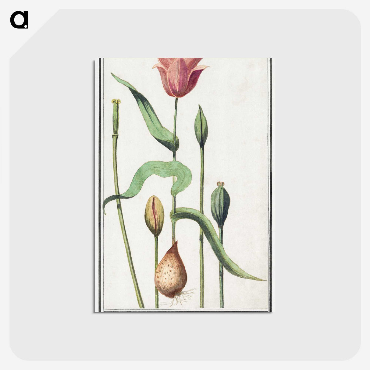 3-28_Anselmus-Boetius-de-Boodt_postcard