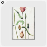 3-28_Anselmus-Boetius-de-Boodt_postcard