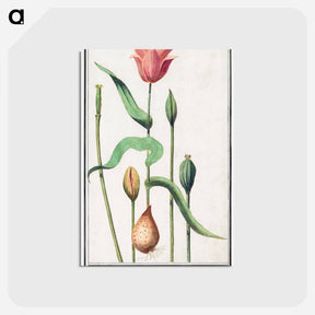 アートポストカード-Tulip - アンセルムス ボエティウス デ ブート Postcard.