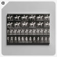 3-28_Eadweard-Muybridge_canvas