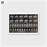 アートポストカード-Man Riding a Horse
 - エドワード マイブリッジ Postcard.