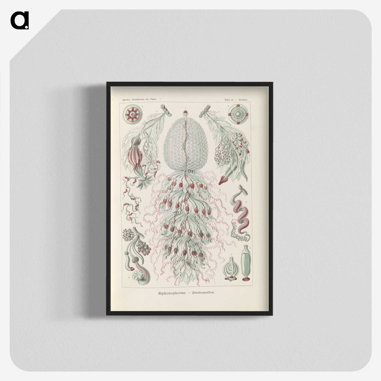 3-28_Ernst-Haeckel_blk-crop