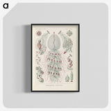 3-28_Ernst-Haeckel_blk-crop