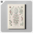 3-28_Ernst-Haeckel_canvas