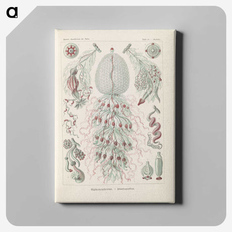 3-28_Ernst-Haeckel_canvas