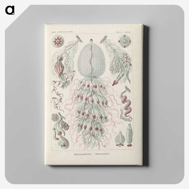 3-28_Ernst-Haeckel_canvas