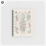 3-28_Ernst-Haeckel_memo