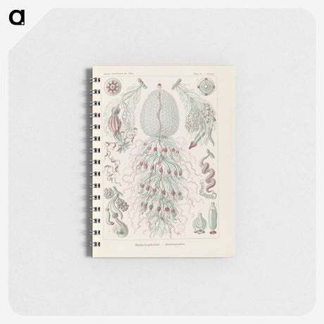 3-28_Ernst-Haeckel_memo