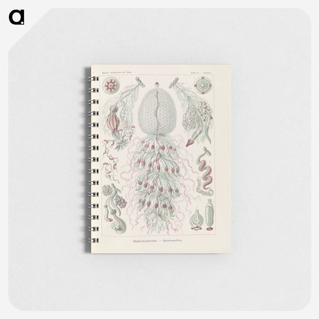 3-28_Ernst-Haeckel_memo