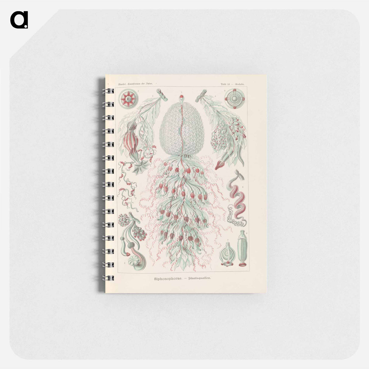 アートメモ帳-Marine life illustration - エルンスト ヘッケル Memo.