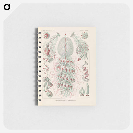 アートメモ帳-Marine life illustration - エルンスト ヘッケル Memo.