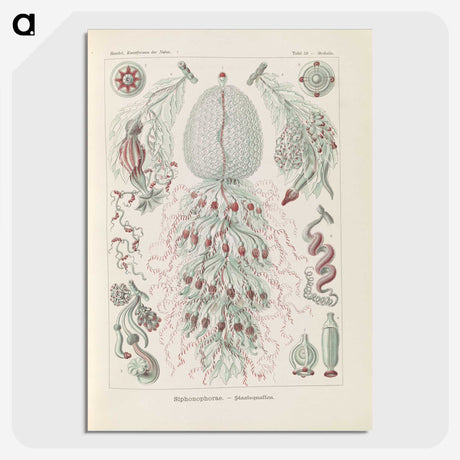 3-28_Ernst-Haeckel_picture-crop