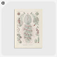 3-28_Ernst-Haeckel_postcard