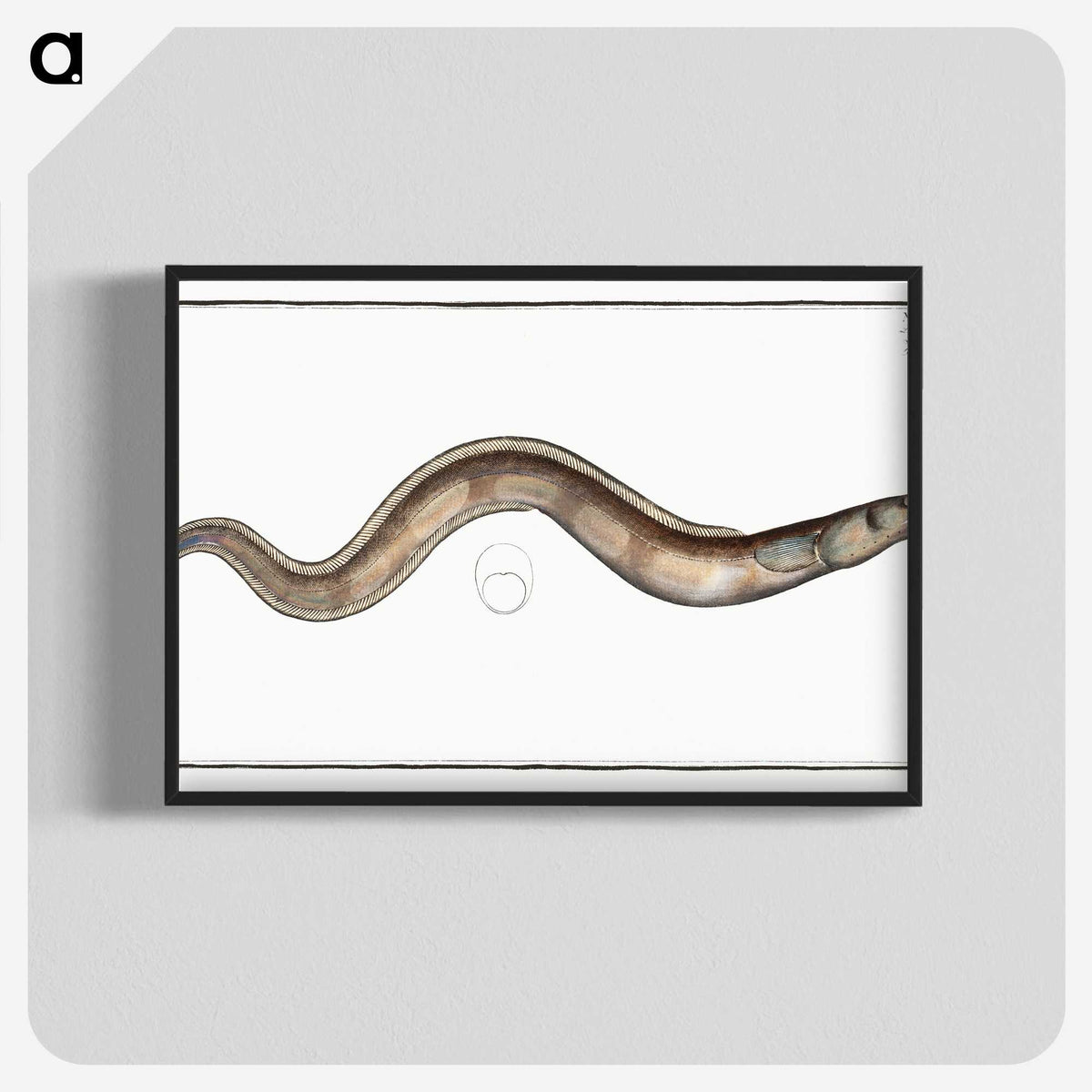 3-28_Ichtyologie-ou-Histoire-naturelle_blk-crop