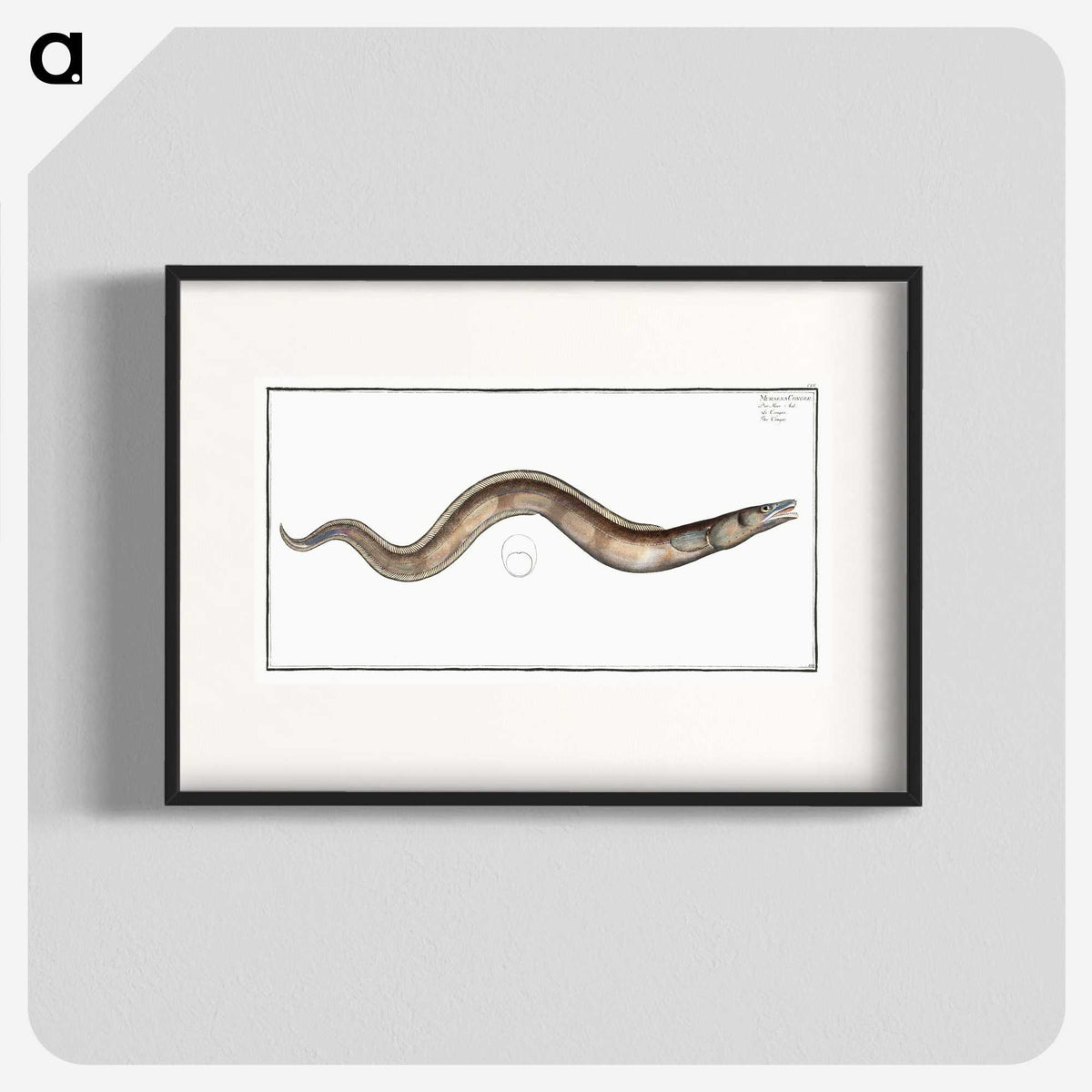 3-28_Ichtyologie-ou-Histoire-naturelle_blk