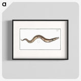 3-28_Ichtyologie-ou-Histoire-naturelle_blk