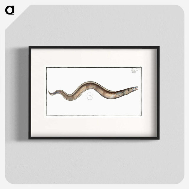 3-28_Ichtyologie-ou-Histoire-naturelle_blk