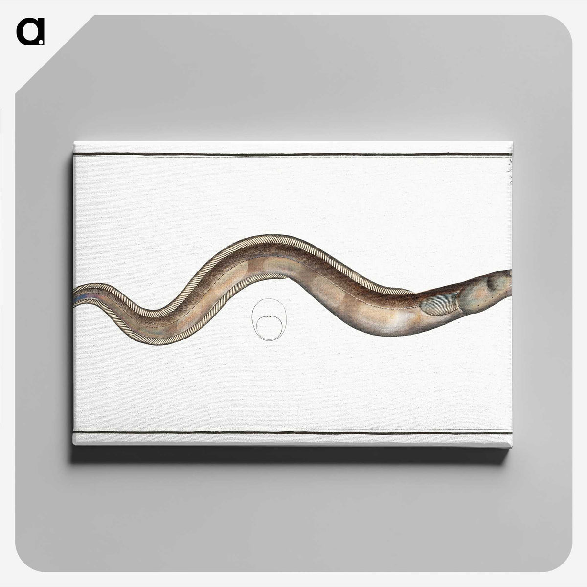 3-28_Ichtyologie-ou-Histoire-naturelle_canvas