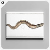 3-28_Ichtyologie-ou-Histoire-naturelle_canvas
