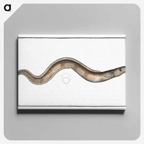3-28_Ichtyologie-ou-Histoire-naturelle_canvas