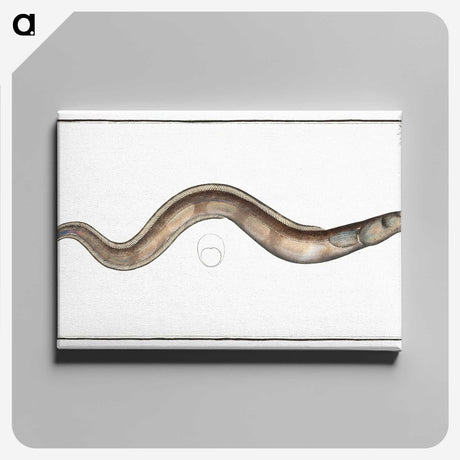 3-28_Ichtyologie-ou-Histoire-naturelle_canvas