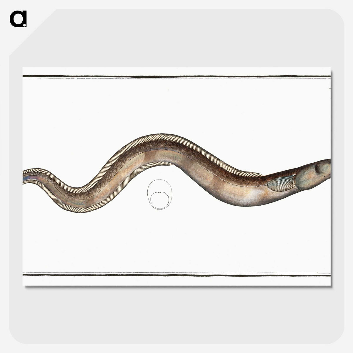3-28_Ichtyologie-ou-Histoire-naturelle_picture-crop