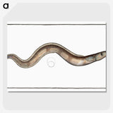 3-28_Ichtyologie-ou-Histoire-naturelle_picture-crop