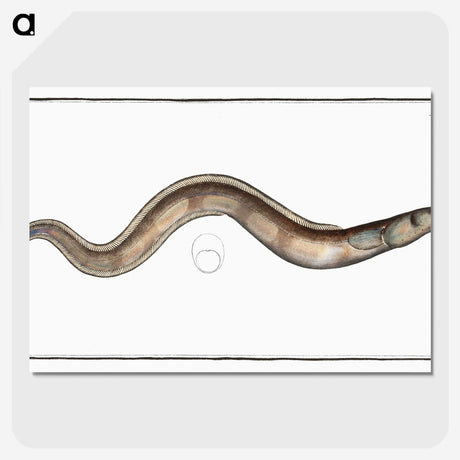 3-28_Ichtyologie-ou-Histoire-naturelle_picture-crop