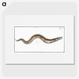 3-28_Ichtyologie-ou-Histoire-naturelle_picture