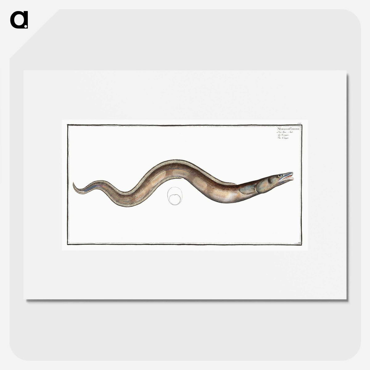3-28_Ichtyologie-ou-Histoire-naturelle_picture