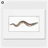 3-28_Ichtyologie-ou-Histoire-naturelle_picture