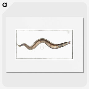 3-28_Ichtyologie-ou-Histoire-naturelle_picture