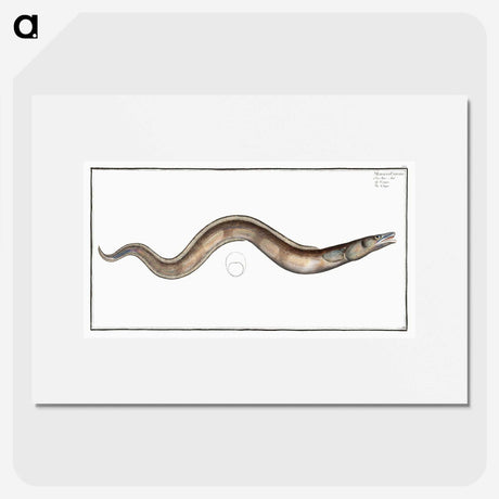 3-28_Ichtyologie-ou-Histoire-naturelle_picture