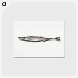アートポストカード-Fish - ジャン ベルナール Postcard.