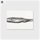 アートポストカード-Fish - ジャン ベルナール Postcard.