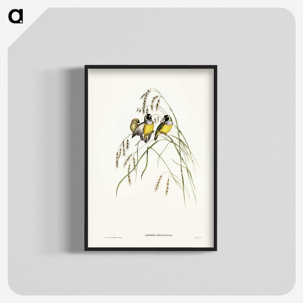 3-28_John-Gould_blk-crop