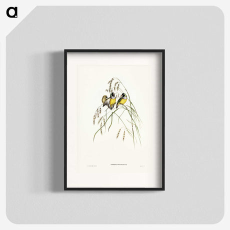 3-28_John-Gould_blk