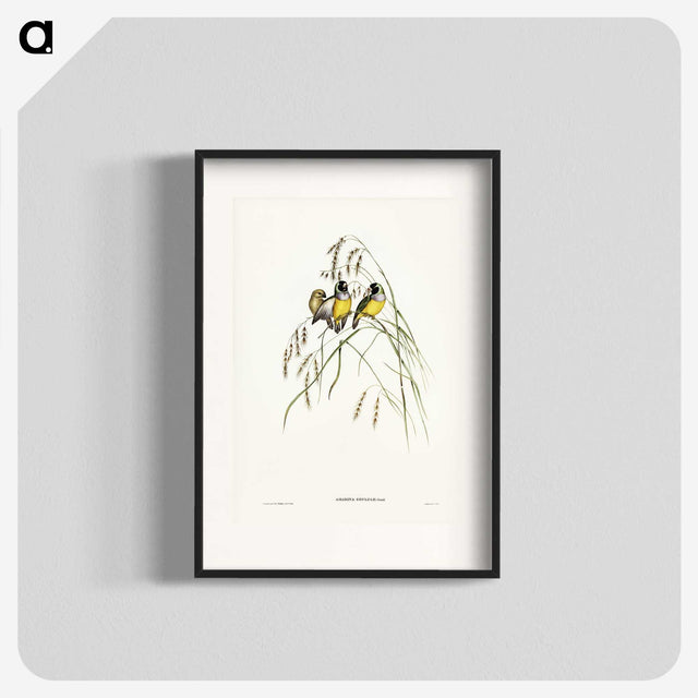 3-28_John-Gould_blk