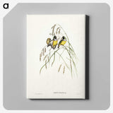 3-28_John-Gould_canvas