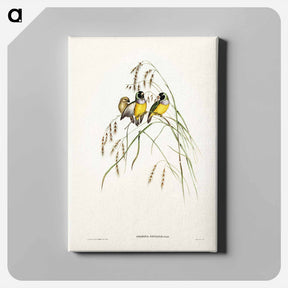 アートパネル-Gouldian Finch
 - ジョン グールド Canvas.