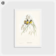 アートポストカード-Gouldian Finch
 - ジョン グールド Postcard.