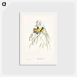 アートポストカード-Gouldian Finch
 - ジョン グールド Postcard.