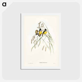 アートポストカード-Gouldian Finch
 - ジョン グールド Postcard.