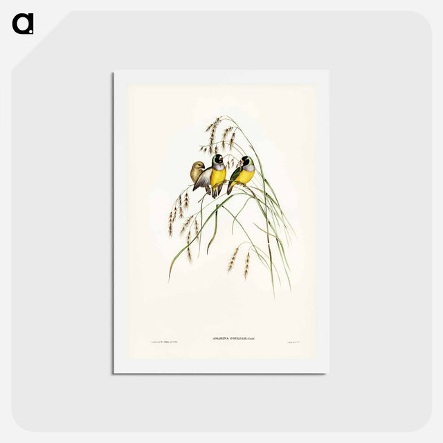 アートポストカード-Gouldian Finch
 - ジョン グールド Postcard.