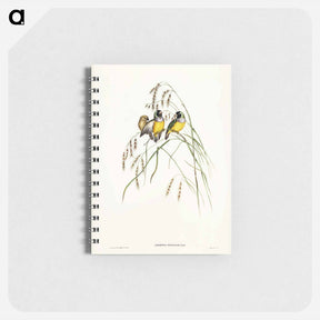 アートメモ帳-Gouldian Finch
 - ジョン グールド Memo.