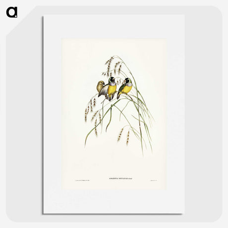 3-28_John-Gould_picture