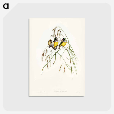 アートポストカード-Gouldian Finch
 - ジョン グールド Postcard.