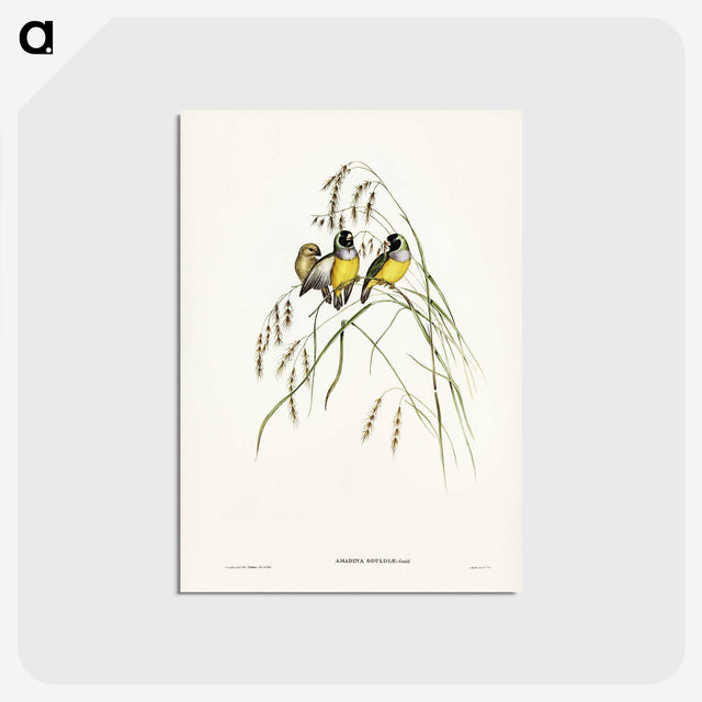 3-28_John-Gould_postcard